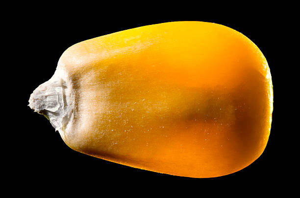 istockphoto-170036789-612x612